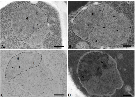 Figure 1. Nuclei of exponentially growing yeast cells, as revealed after the application of the cyto- cyto-chemical method of acetylation (A,B) combined with the immunocytological technique of detecting the DNA by the transferase of terminal deoxyribonucle