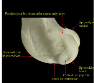 Figure 3. Face distale du fémur gauche  Figure 4. Face latérale du fémur gauche