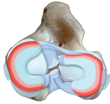 Figure  7.  Ménisques  et  ligaments  du  grasset.  MM :  ménisque  médial.  LM :  ménisque  latéral