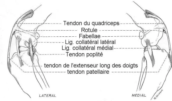 Figure 9. Diagramme représentant les tendons et ligaments extracapsulaires du grasset du chien