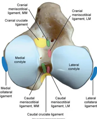 Figure  10.  Vue  crâniale  d’un  grasset  droit.  Le  ligament  croisé  crânial  est  composé  d’un  faisceau  cranomédial  (CM)  et  d’un  faisceau  caudolatéral  (CaL)