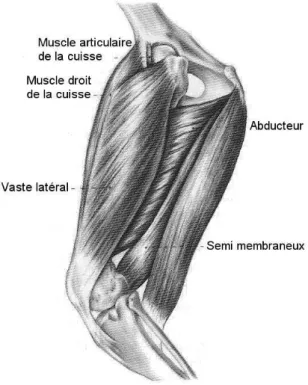 Figure  12.  Muscle  de  la  cuisse    (d’après  Evans  H.E.  « Miller’s  Anatomy  of  the  Dog », 3rd Edition, 1993, p.363) 
