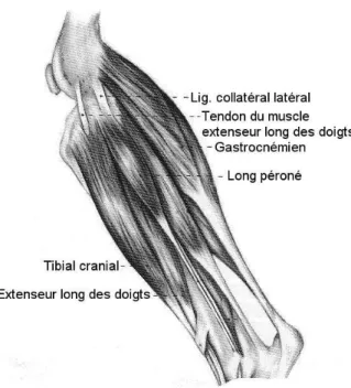 Figure  14.  Muscle  de  la  jambe    (d’après  Evans  H.E.  « Miller’s  Anatomy  of  the  Dog », 3rd Edition, 1993, p.374) 