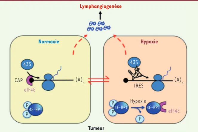 Figure 2. Mécanismes de traduction en condition d’hypoxie : le rôle d’un IRES. En condition nor- nor-moxique, le complexe d’initiation de la traduction est recruté au niveau de la coiffe de l’ARNm