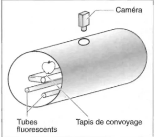 Figure 2. Circularity : apple belonging to category I or II (left) and rejected apple (right).