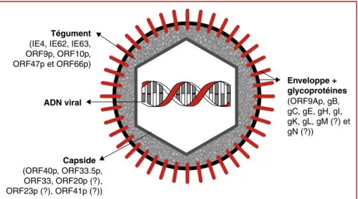 Figure 1. Représentation schématique du virus de la varicelle et du zona.