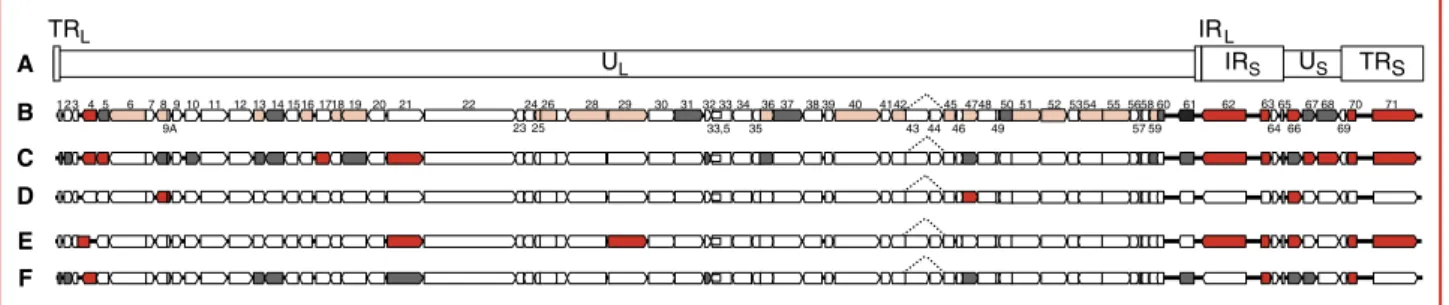 Figure 2. Organisation générale du génome du virus de la varicelle et du zona : A) Le génome du VZV est composé de segments uniques longs et courts (U L et U S ) flanqués de régions répétitives internes et externes (TR L , IR L, IR S, et TR S ) ; B) 71 cad