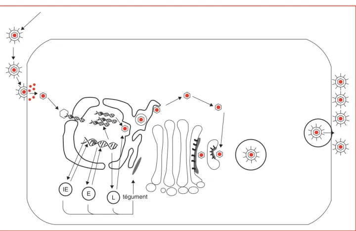 Figure 4. Cycle réplicatif du virus de la varicelle et du zona. Le virus pénètre dans la cellule libérant son génome et les protéines du tégument