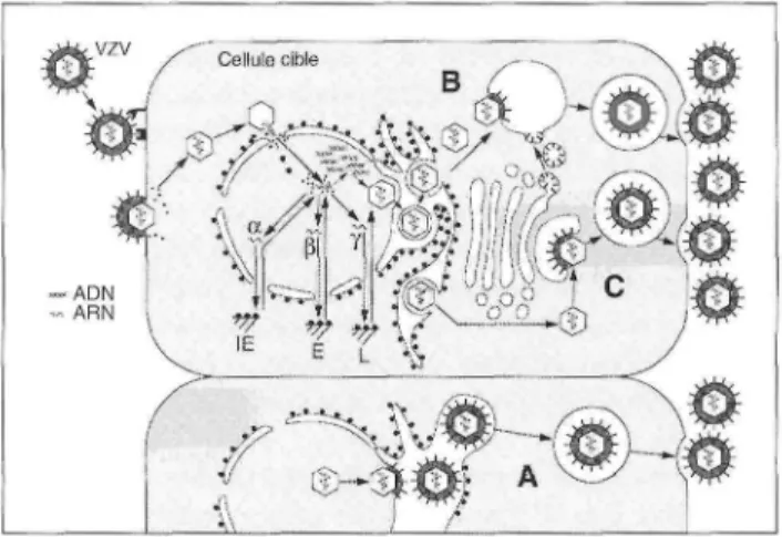 Figure 1. Schéma du cycle réplicatif du virus de la varicelle et du zona (VZV). Le virus pénètre dans les cellules  grâce à l'interaction entre les glycoprotéines virales et des récepteurs cellulaires