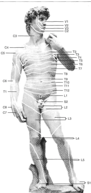 Figure 4. Distribution anatomique des dermatomes humains. Le virus est le plus souvent réactivé dans les  ganglions thoraciques, moins fréquemment dans les ganglions lombaires, sacrés et dans le trijumeau, enfin plus  rarement dans les ganglions cervicaux