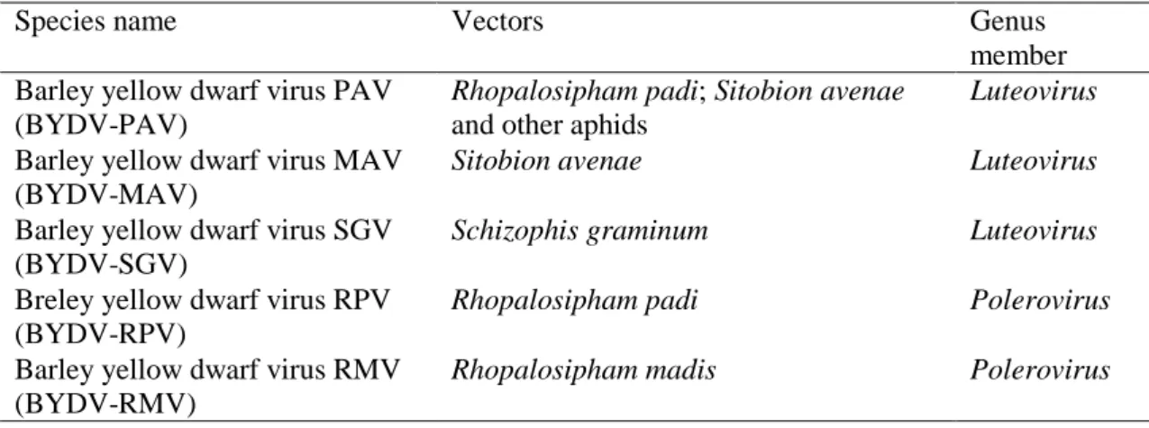 Table 2 Genus members of Barley Yellow Dwarf Virus and their vectors  characterized by Rochow (1969 and 1987) - Genres de virus de la jaunisse nanisante 