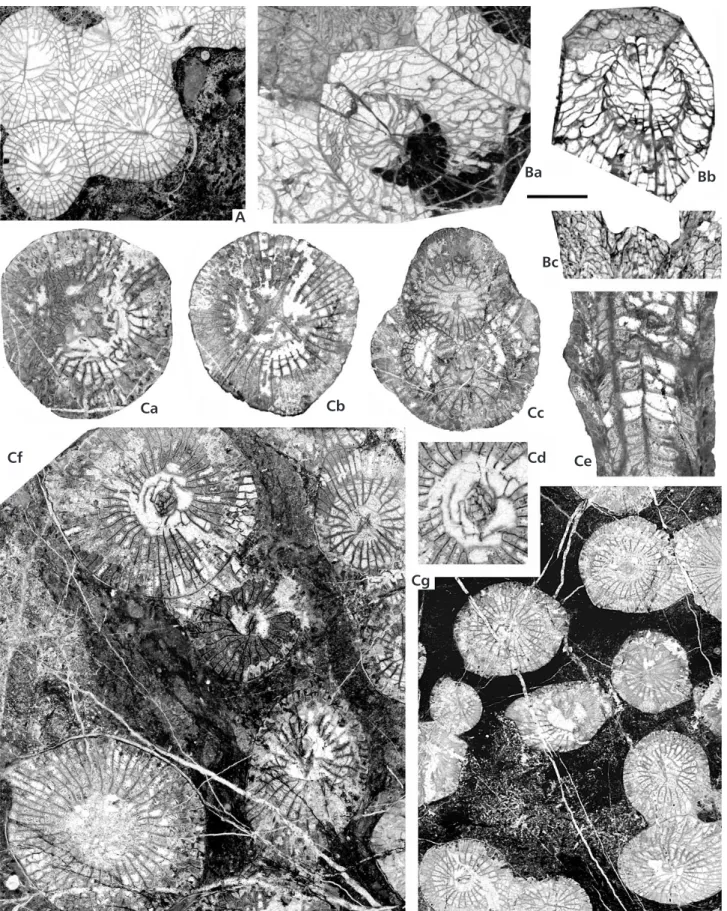 Figure 16. A – Lithostrotion vorticale (Parkinson, 1808), specimen K.12.6 from Kokaksu, TS (× 3)