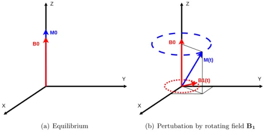 Figure 1.1: Macroscopic response to the perturbation by B 1