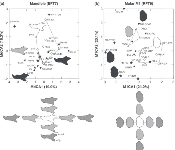 Figure 2 Shape variability of the mandible (a) and first upper molar (b), estimated by the first two axes of a canonical analysis on the EFT Fourier coefficients of the mandible and the RFT coefficients of the M1 outline