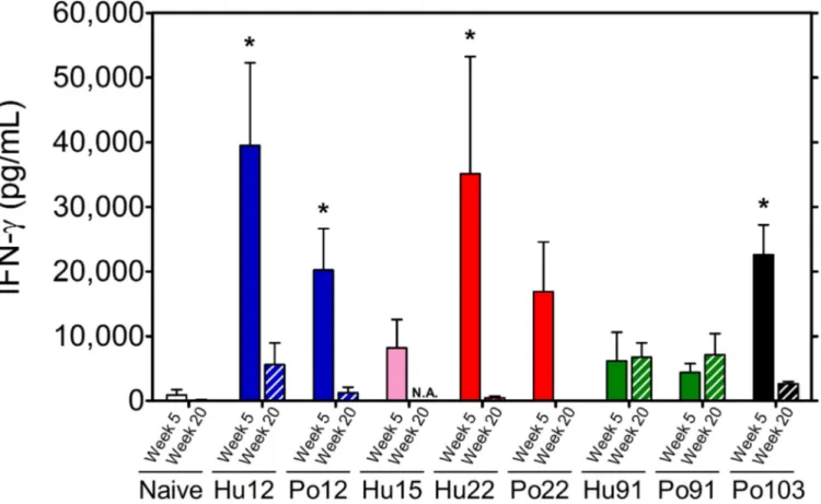 Fig 2. Spleen cell IFN-γ production in response to M. avium culture filtrate (5 μg/mL) in BALB/c mice infected for 5 weeks (filled bars) or 20 weeks (striped bars) with the different Mah isolates