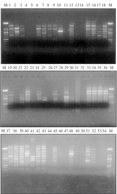 Figure 3. Agarose-gel (1.5%) electrophoresis and staining with ethidium-bromide of the RAPD-amplified fragments from genomic DNA of the 54 P