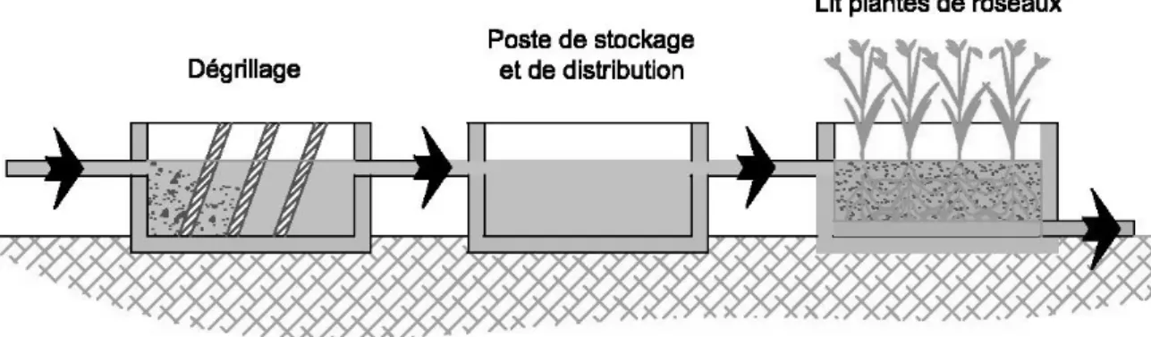 Figure N°10 :   Principe de la filière lit planté de roseaux 