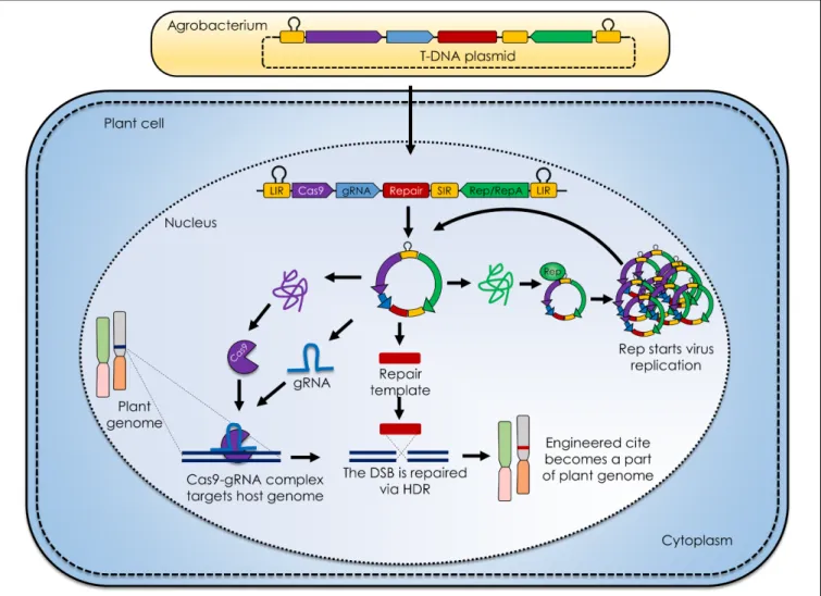 FIGURE 1 | Geminivirus mediated plant genome engineering. The generalized molecular mechanism of geminivirus based replicons for delivering clustered regularly interspaced short palindromic repeats (CRISPR) /CRISPR associated9 (CRISPR/Cas9) reagents in pla
