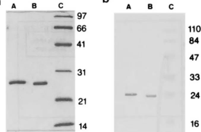 Fig. 1. Polyacrylamide gel  (15  %)  electrophoresis (a) and Western  blot analysis  (b) of  23-kDa and 24-kDa WRL