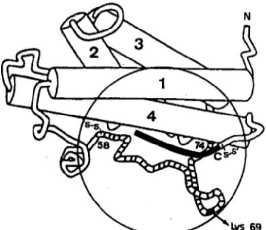 Fig. 6. Schematic view of the P W G H  three-dimensional folding  (Abdel-Meguid et al.,  1987)