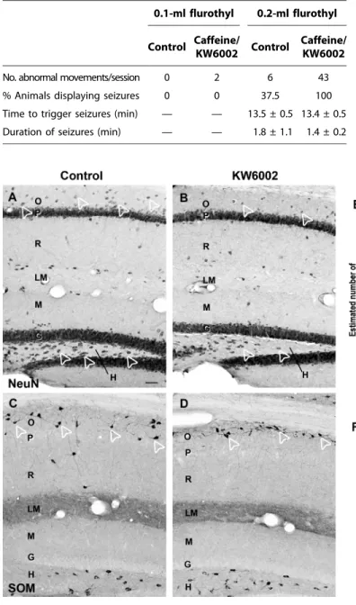 Fig. 4. Caffeine treatment leads to GABAergic cell loss in adult offspring.(A to D) Representative hippocampal coronal sections (of 10 to 12 examined per animal) from control (A and C) and KW6002-exposed (B and D) adult mouse  off-spring immunolabeled for 