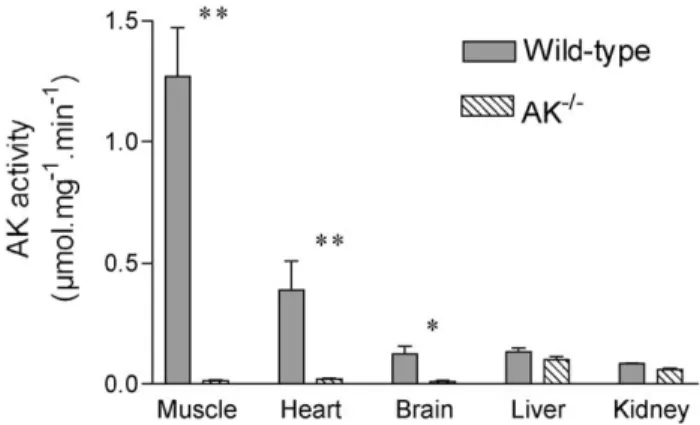 Fig. 1. Comparison of adenylate kinase activity in tissues of AK1 proficient (wild-type; AK1 +/ + ) and deficient (AK1  /  ) mice