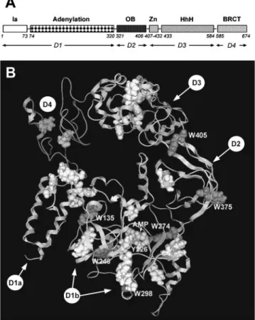 FIGURE 1 Domain structure of T. scotodustus DNA ligase. (A) T.