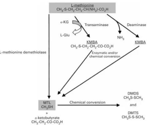 Figure  5. Dégradation de l’acide aminé  L-méthionine  chez différents microorganismes  d’affinage