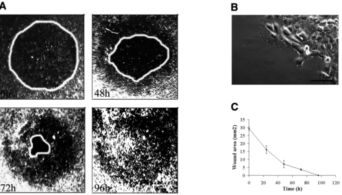 Fig. 2. Trajectories of the cell nuclei (A) and cell migration speed (B) in different areas of a wounded culture
