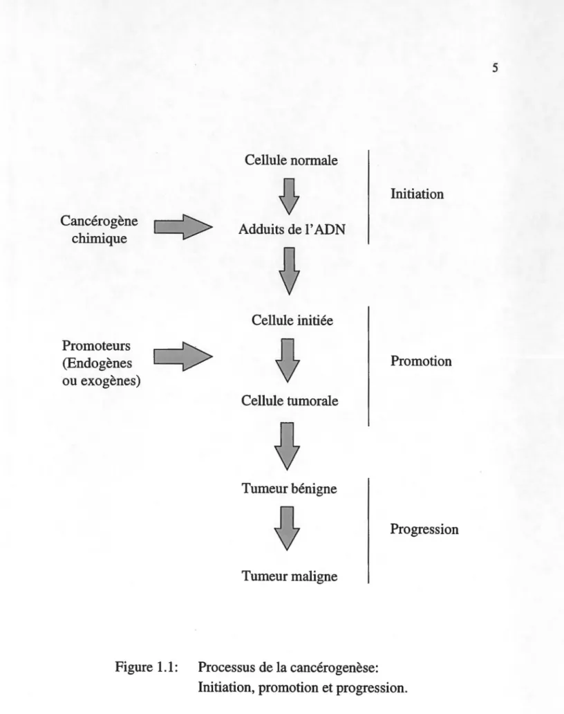 Figure 1.1:  Processus de la cancérogenèse: 