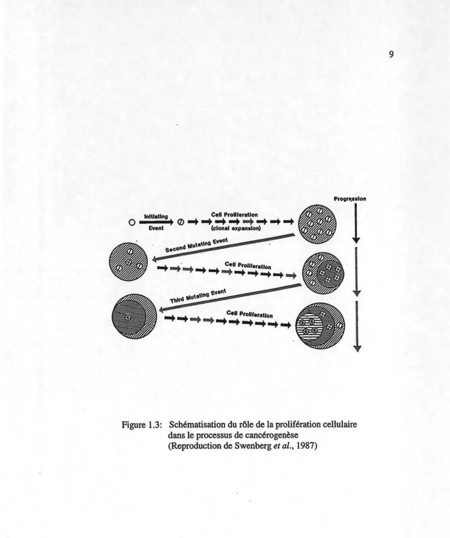 Figure 1.3:  Schématisation du rôle de la prolifération cellulaire  dans le processus de cancérogenèse 