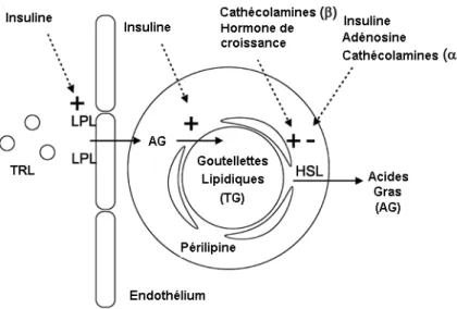 Figure 2.3 : Facteurs impliqués dans la régulation de la lipolyse et la lipogenèse. 