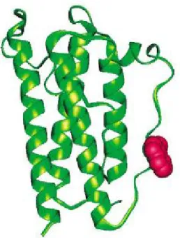 Figure 2.5 : Structure tridimensionnelle de la leptine. 
