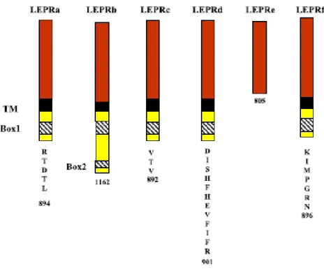 Figure 2.7 : Le récepteur de la leptine sous ses six isoformes. 