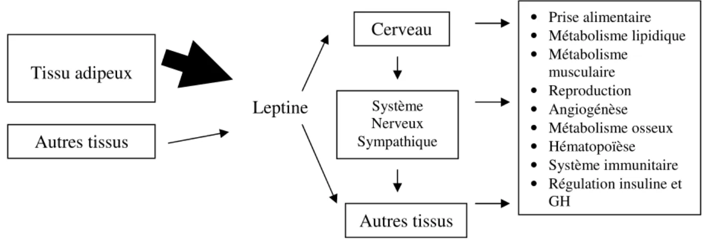 Figure 2.9 : Caractère pléïotropique de la leptine. 