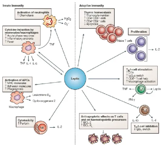 Figure 2.11 : Effets de la leptine sur l’immunité innée (innate) et l’immunité acquise  (adaptive)