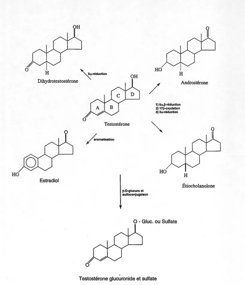Figure  3: Métabolisme des androgènes  [Goodman  &amp;  Gilman's, 1990]. 