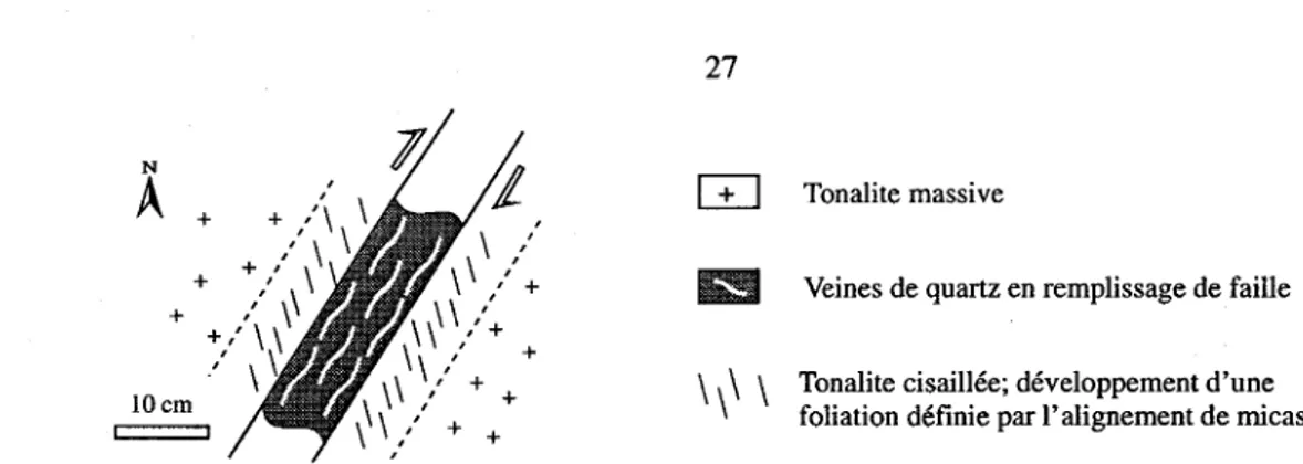 Figure 2.5.  Foliation développée dans la tonalite en bordure des veines en remplissage de faille,  décapages  #  3,  4,  6  et  7,  gîte  de  DuReine