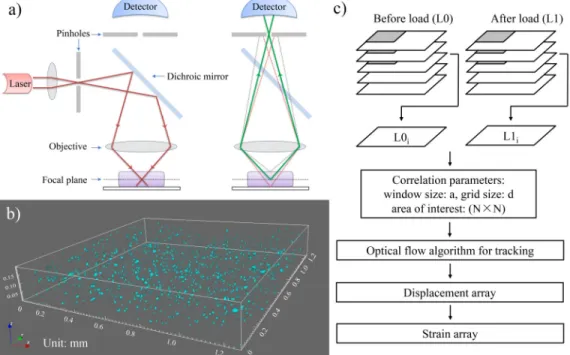 Fig. 1.  (a) General principle of the laser scanning confocal microscopy; left: incident laser illuminating the sample, right: pinhole accepting the reflection from  the focal plane, thus rejecting most out-of-focus light