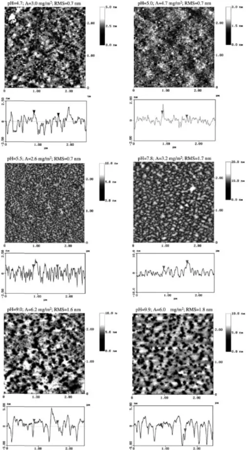 Fig. 6. AFM images of the dried adsorbed polyelectrolyte A on silicon substrates. The adsorption was performed  from solutions containing different pH-values