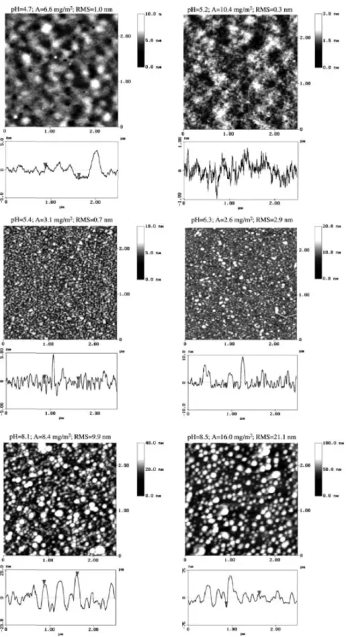 Fig. 7. AFM images of the dried adsorbed polyelectrolyte B on silicon substrates. The adsorption was performed  from solutions containing different pH-values