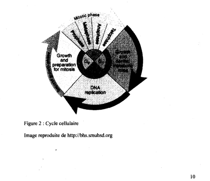 Figure 2 : Cycle cellulaire 