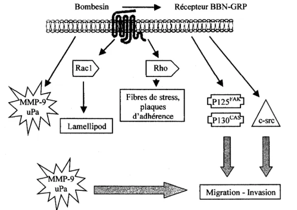 Figure 3 : Cascade de signalisation cellulaire engendree par le bombesin lors de  l'invasion tumorale