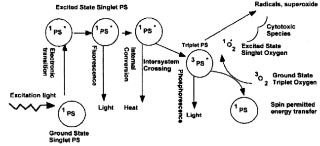 Figure 7- Principe de la therapie photodynamique. 