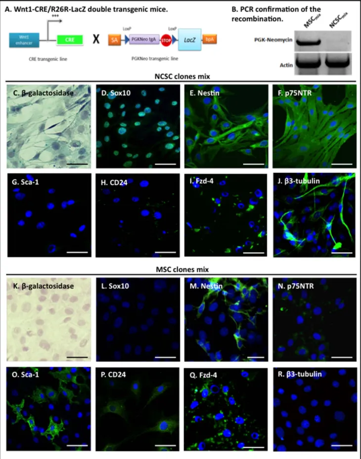 Figure 1. In vitro characterization of NCSC mix and MSC mix, isolated from adult Wnt1-Cre/R26R-LacZ mouse bone marrow