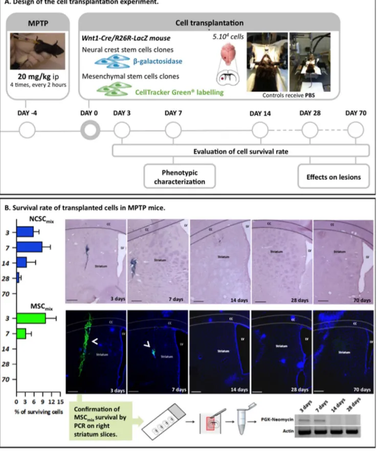 Figure 3. Intrastriatal transplantation of MSC mix /NCSC mix in MPTP mice and survival rate of grafted cells at 3, 7, 14, 28 and 70 days after transplantation