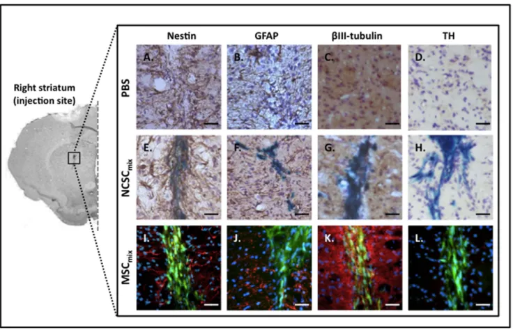 Figure 4. In vivo characterization of brain-injected NCSC mix and MSC mix . All cells were implanted in the correct brain site, in each mouse that was included in the study