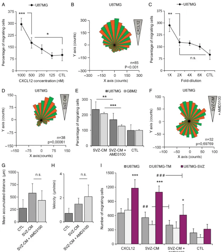 Fig. 4. In vitro migration of GBM cells in response to recombinant CXCL12 and subventricular zone-conditioned medium (SVZ-CM)