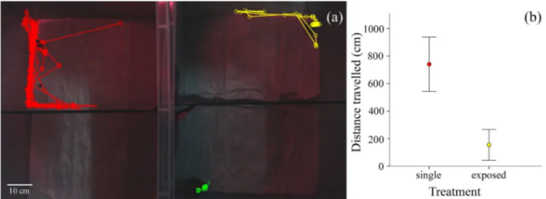 Fig 2. Influence of adult presence on juvenile activity: (a) examples of tracks (i.e. individual movements) of the juveniles in the experimental design