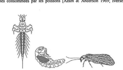 Figure 3.  LalVe,  pupe et adulte de l'insecte Sialis sp. (de gauche  à  droite) . Modifié de Elliott [1996a] 